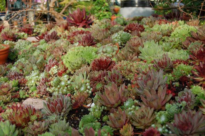 Sempervivum Dachwurz Hauswurz